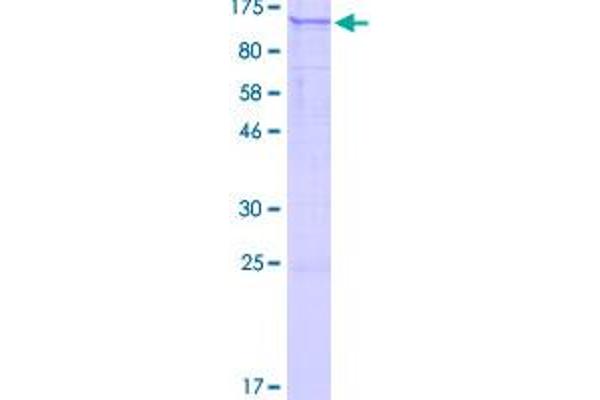 PLEKHG6 Protein (AA 1-790) (GST tag)