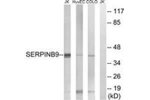 Western blot analysis of extracts from COLO/HuvEc/Jurkat cells, using SERPINB9 Antibody. (SERPINB9 antibody  (AA 241-290))