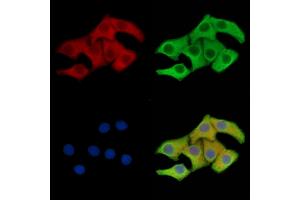 ABIN7096566 and ABIN7100630 staining Hela cells by IF/ICC. (FUNDC1 antibody)