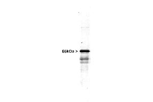 Western blot of NIH 3T3 cells showing specific immunolabeling of the ~50k Vimentin protein.