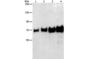 Western Blot analysis of 0. (BSA antibody)