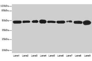 Western blot All lanes: GOT2 antibody at 3 μg/mL Lane 1: A431 whole cell lysate Lane 2: HepG2 whole cell lysate Lane 3: Mouse muscle tissue Lane 4: Mouse spleen tissue Lane 5: MCF-7 whole cell lysate Lane 6: Hela whole cell lysate Lane 7: LO2 whole cell lysate Lane 8: 293T whole cell lysate Lane 9: HL60 whole cell lysate Secondary Goat polyclonal to rabbit IgG at 1/10000 dilution Predicted band size: 48, 44 kDa Observed band size: 48 kDa (GOT2 antibody  (AA 33-279))