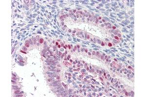 Anti-MARCH7 antibody IHC of human uterus. (MARCH7 antibody  (AA 334-344))