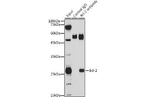 Immunoprecipitation analysis of 200 μg extracts of THP-1 cells using 3 μg Bcl-2 antibody (ABIN6134233, ABIN6137496, ABIN6137498 and ABIN6213667). (Bcl-2 antibody)