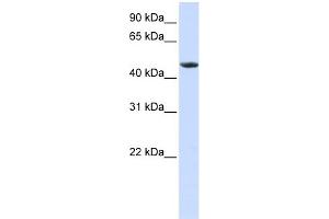 WB Suggested Anti-RXRA Antibody Titration:  0. (Retinoid X Receptor alpha antibody  (N-Term))