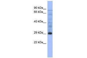 PSMA5 antibody used at 1 ug/ml to detect target protein. (PSMA5 antibody)