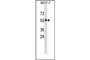 Western blot analysis of CD113 / Nectin 3 Antibody (C-term) in MCF-7 cell line lysates (35ug/lane). (nectin-3 antibody  (C-Term))