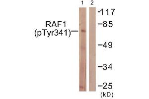 Western Blotting (WB) image for anti-V-Raf-1 Murine Leukemia Viral Oncogene Homolog 1 (RAF1) (pTyr341) antibody (ABIN1847298) (RAF1 antibody  (pTyr341))