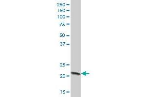 COX4I1 MaxPab polyclonal antibody. (COX IV antibody  (AA 1-169))