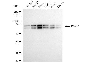 anti-DEAD (Asp-Glu-Ala-Asp) Box Polypeptide 17 (DDX17) antibody