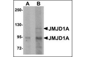 Western blot analysis of JMJD1A in mouse liver tissue lysate with this product at (A) 1 and (B) 2 μg/ml.