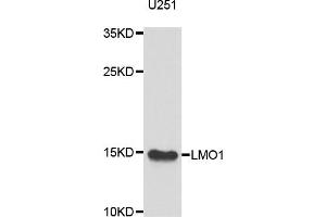 Western blot analysis of extracts of U-251MG cells, using LMO1 antibody (ABIN5975605) at 1/1000 dilution. (LMO1 antibody)