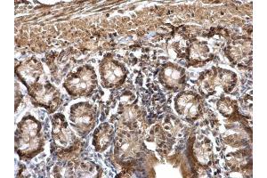 Immunohistochemistry (IHC) image for anti-Damage Specific DNA Binding Protein 1 (DDB1) (C-Term) antibody (ABIN2854664)