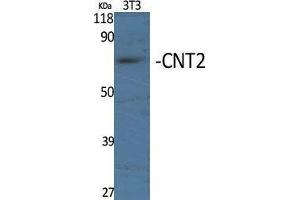 Western Blotting (WB) image for anti-Solute Carrier Family 28 (Sodium-Coupled Nucleoside Transporter), Member 2 (SLC28A2) (Internal Region) antibody (ABIN3183992) (SLC28A2 antibody  (Internal Region))