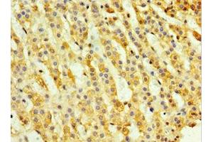 Immunohistochemistry of paraffin-embedded human adrenal gland tissue using ABIN7161143 at dilution of 1:100 (TH1-Like antibody  (AA 346-590))