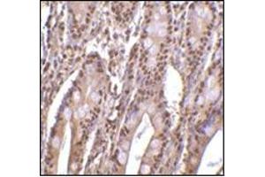Immunohistochemistry of PHAP III in human small intestine tissue with this product at 2 μg/ml. (ANP32E antibody  (C-Term))
