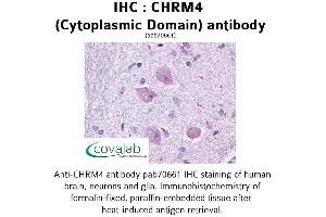 Image no. 1 for anti-Cholinergic Receptor, Muscarinic 4 (CHRM4) (3rd Cytoplasmic Domain) antibody (ABIN1733065) (CHRM4 antibody  (3rd Cytoplasmic Domain))