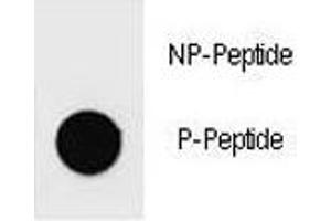 Dot blot analysis of phospho-IKK beta antibody.