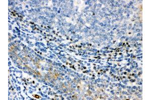 Anti- XBP Picoband antibody, IHC(P) IHC(P): Human Tonsil Tissue (XBP1 antibody  (N-Term))