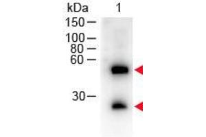 Western Blot of Donkey anti-Mouse IgG (H&L) Antibody Peroxidase Conjugated. (Donkey anti-Mouse IgG (Heavy & Light Chain) Antibody (HRP))