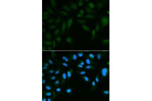 Immunofluorescence analysis of HepG2 cells using EPPIN antibody (ABIN5971176). (Eppin antibody)