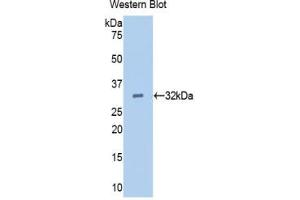 Western blot analysis of recombinant Pig EGF. (EGF antibody  (AA 45-275))