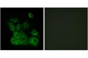 Immunofluorescence analysis of A549 cells, using Bax (Phospho-Thr167) Antibody. (BAX antibody  (pThr167))