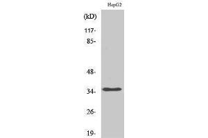 Western Blotting (WB) image for anti-Heterogeneous Nuclear Ribonucleoprotein A2/B1 (HNRNPA2B1) (N-Term) antibody (ABIN3185058) (HNRNPA2B1 antibody  (N-Term))