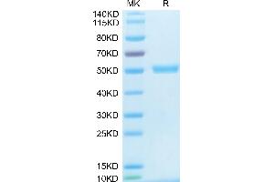 CD40 Ligand Protein (CD40LG) (Trimer) (His-DYKDDDDK Tag)