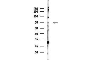 anti-rho GTPase Activating Protein 25 (ARHGAP25) (Internal Region) antibody