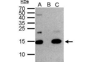 IP Image Histone H2A. (H2AFZ antibody  (C-Term))