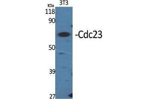 Western Blot (WB) analysis of specific cells using Cdc23 Polyclonal Antibody.