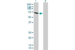 Western Blot analysis of USP28 expression in transfected 293T cell line by USP28 MaxPab polyclonal antibody. (USP28 antibody  (AA 1-583))