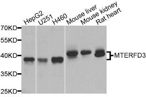 Western blot analysis of extracts of various cell lines, using MTERFD3 antibody. (MTERFD3 antibody  (AA 1-250))