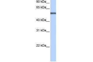 LRRC8E antibody used at 0. (LRRC8E antibody  (Middle Region))