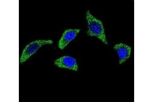 Immunofluorescence (IF) image for anti-Tumor Necrosis Factor Receptor Superfamily, Member 1A (TNFRSF1A) (AA 17-43) antibody (ABIN3029363)