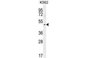 TBX6 Antibody (C-term) western blot analysis in K562 cell line lysates (35 µg/lane). (T-Box 6 antibody  (C-Term))