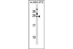 FGFR1OP2 Antibody (Center) (ABIN1537851 and ABIN2849769) western blot analysis in mouse NIH-3T3 cell line lysates (35 μg/lane). (FGFR1OP2 antibody  (AA 140-166))