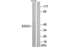 Western blot analysis of extracts from HT-29 cells, using EDG3 Antibody. (S1PR3 antibody  (AA 115-164))