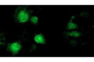 Anti-MAPRE2 mouse monoclonal antibody (ABIN2454593) immunofluorescent staining of COS7 cells transiently transfected by pCMV6-ENTRY MAPRE2 (RC200259). (MAPRE2 antibody)