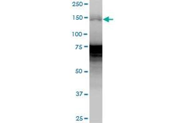 WHSC1 antibody  (AA 1-647)
