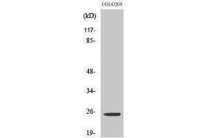 Western Blotting (WB) image for anti-Homeobox A7 (HOXA7) (Internal Region) antibody (ABIN3180675) (HOXA7 antibody  (Internal Region))