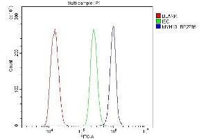Flow Cytometry analysis of ANA-1 cells using anti-non-muscle Myosin IIB/MYH10 antibody (ABIN7603186).