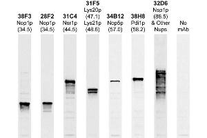 Western blots of whole yeast protein extracts with a collection of our antibodies. (NOP1 antibody)