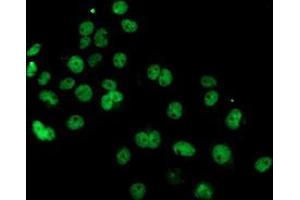 Anti-PDE4B mouse monoclonal antibody (ABIN2454983) immunofluorescent staining of COS7 cells transiently transfected by pCMV6-ENTRY PDE4B (RC211956). (PDE4B antibody)