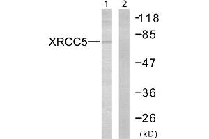 Western blot analysis of extracts from Jurkat cells, using XRCC5 antibody. (XRCC5 antibody  (C-Term))