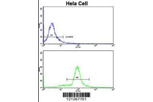 Flow cytometric analysis of hela cells using SRP72 Antibody (bottom histogram) compared to a negative control cell (top histogram). (SRP72 antibody  (AA 119-148))