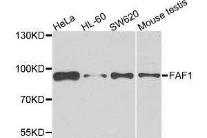 Western blot analysis of extracts of various cell lines, using FAF1 antibody (ABIN5975642) at 1/500 dilution. (FAF1 antibody)