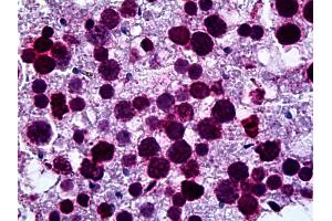 Immunohistochemistry (IHC) image for anti-Lamin B1 (LMNB1) (AA 107-186) antibody (ABIN790505)