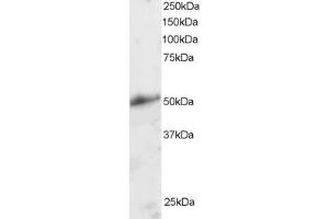 ABIN184763 staining (2µg/ml) of Human Kidney lysate (RIPA buffer, 30µg total protein per lane).
